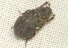 Trox scaber
